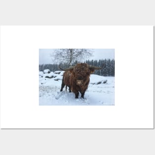 Scottish Highland Cattle Bull 2206 Posters and Art